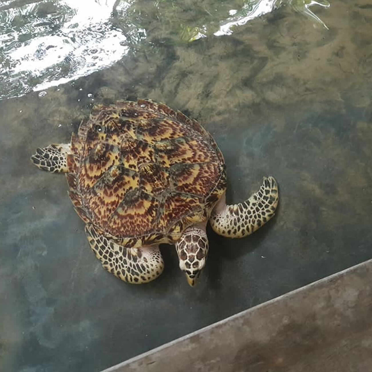 Turtle Hatchery Kosgoda