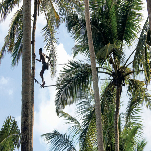 Sri Lanka’s Toddy tapping